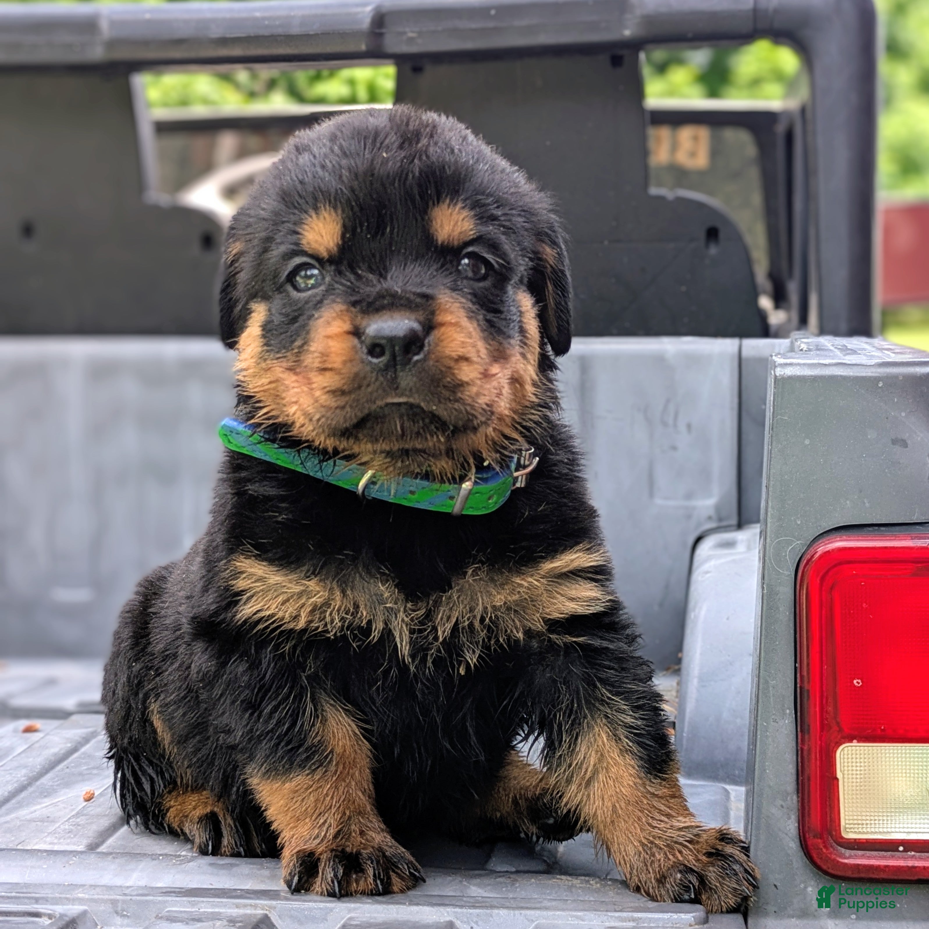 Rottweiler dogs Alfa - Ad 1