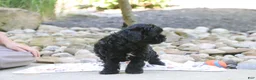 Cavapoo dogs for sale: Sophie - Ad 6