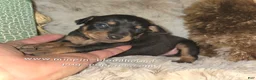 Miniature Pinscher dogs for sale: Callie black tan - Ad 5