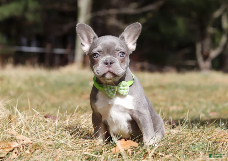 Gallery Image {{count}}