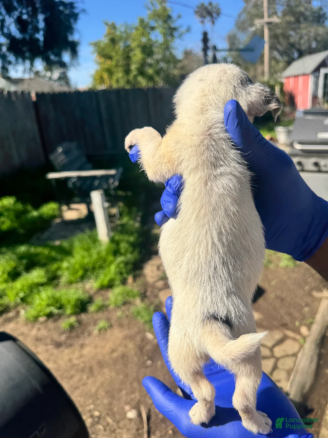 Mixed Breed dogs for sale: Mixed Breed Puppy 3 - Ad 2