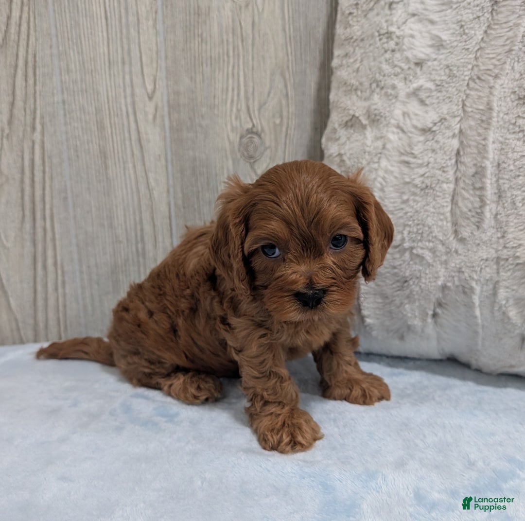 Cavapoo dogs for sale: Parley - Ad 3