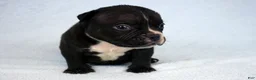 American Bully dogs for sale: Black Male - Ad 3