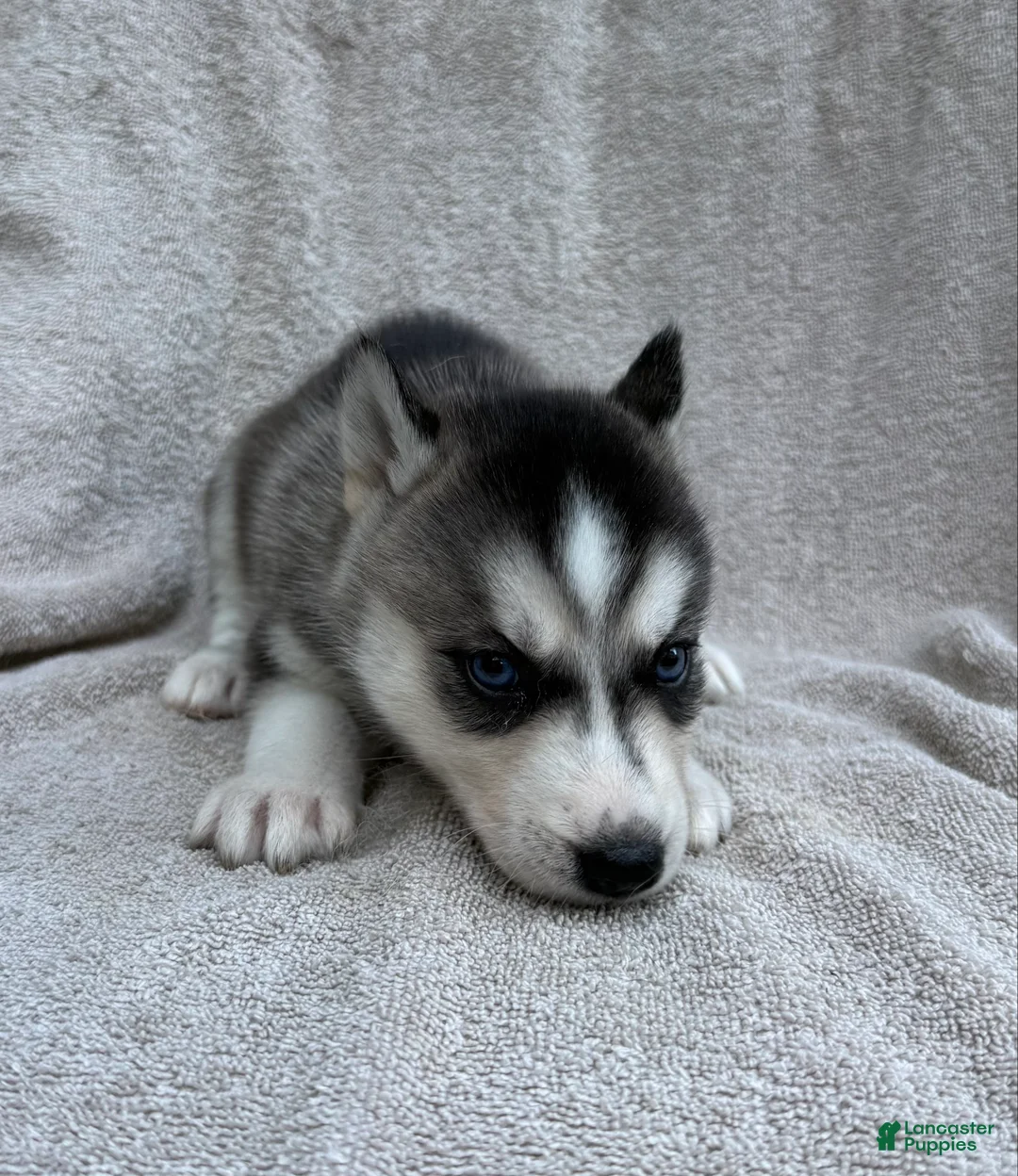 Siberian Husky dogs for sale: Nova - Ad 3