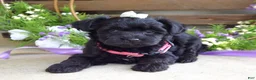 Yorkiepoo dogs for sale: Claire - Ad 6