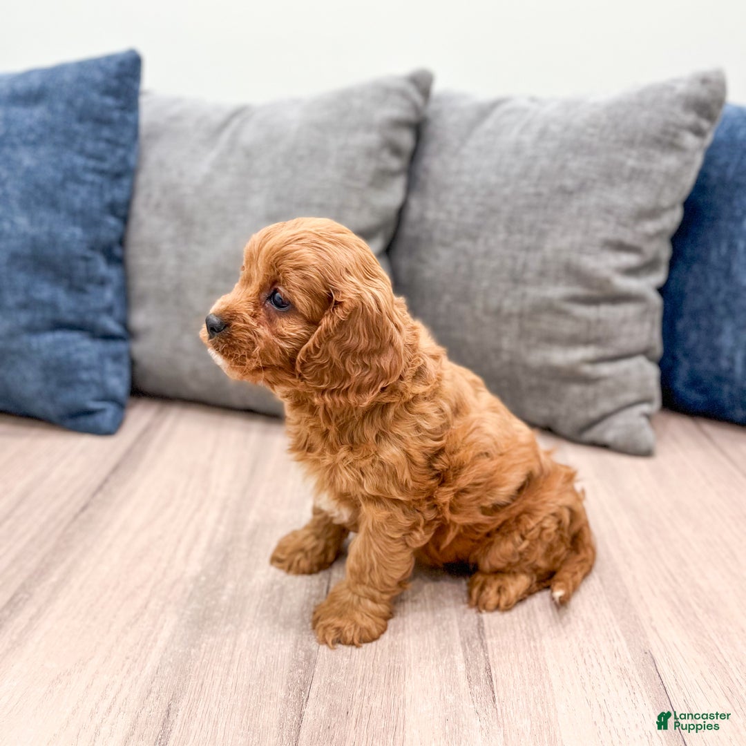Cavapoo dogs for sale: Bambi - Ad 4