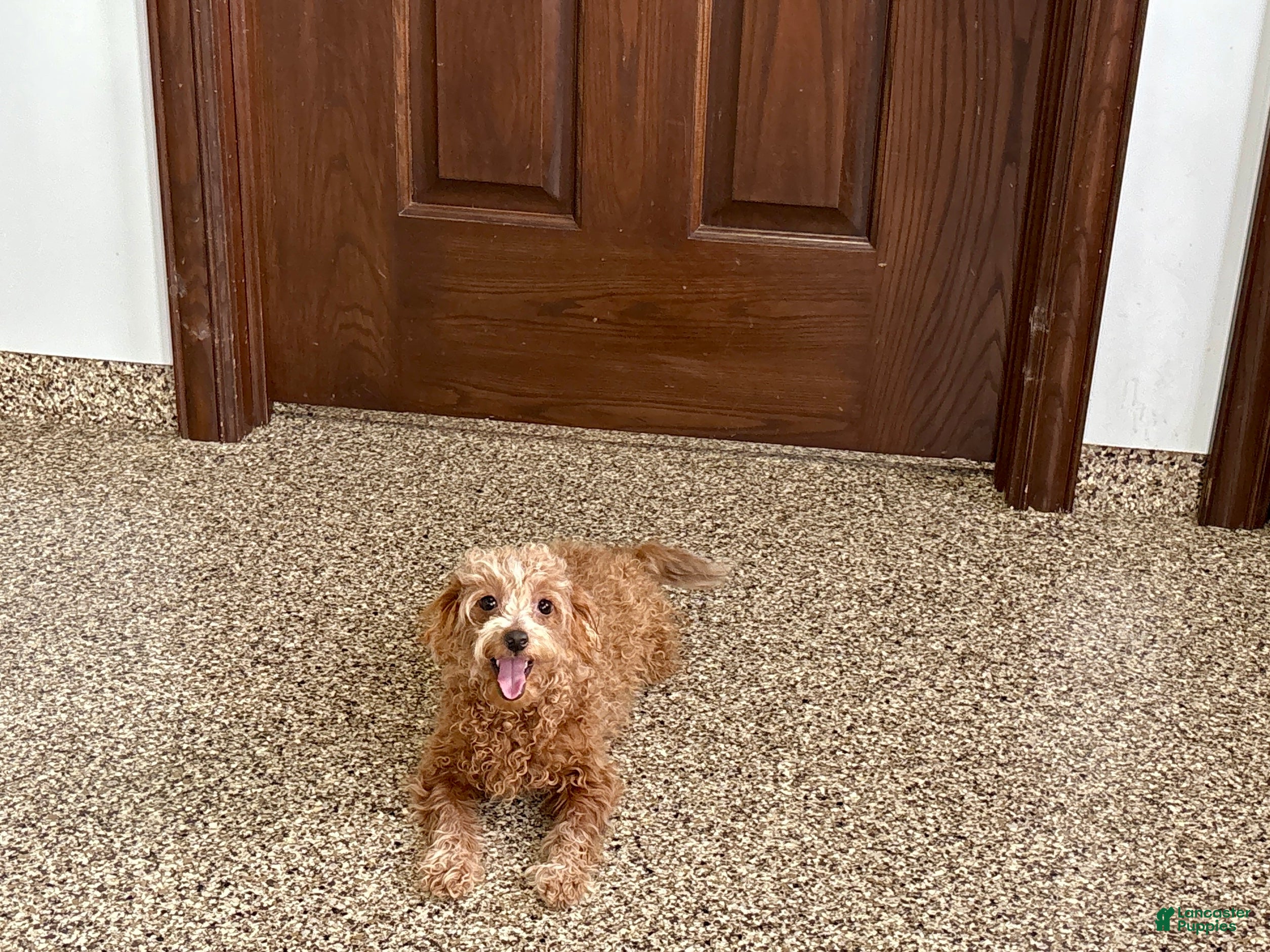 Maltipoo dogs Red Honey  - Ad 13