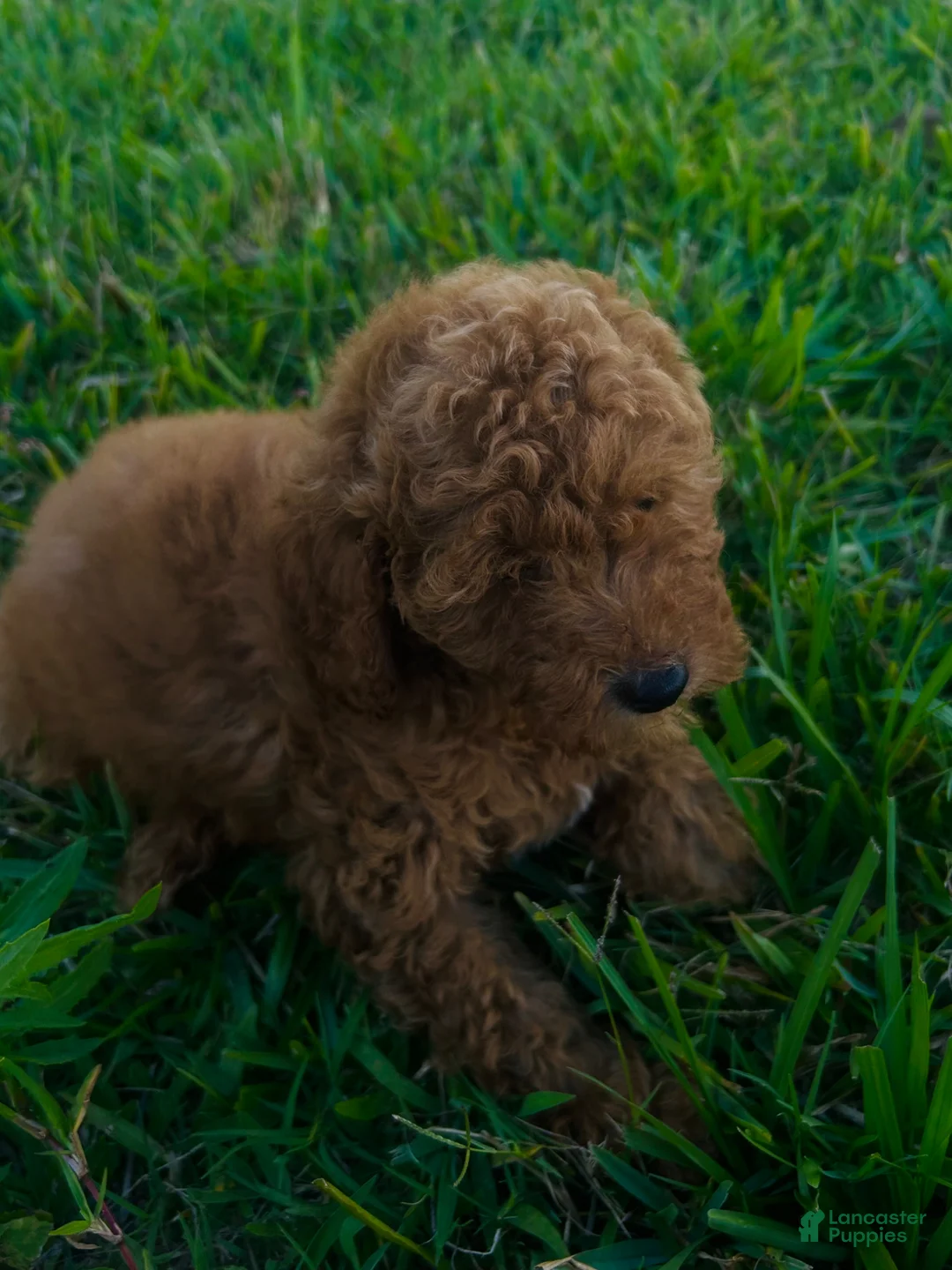 Mini Goldendoodle dogs for sale: Mini Goldendoodle Puppy 1 - Ad 2