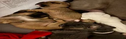 Mixed Breed dogs for sale: Rocky - Ad 4