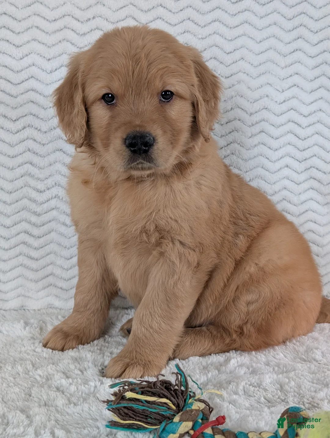 Golden Retriever dogs for sale: Parker  - Ad 2