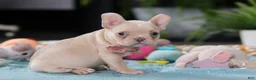 French Bulldog dogs for sale: Sofia - Ad 3