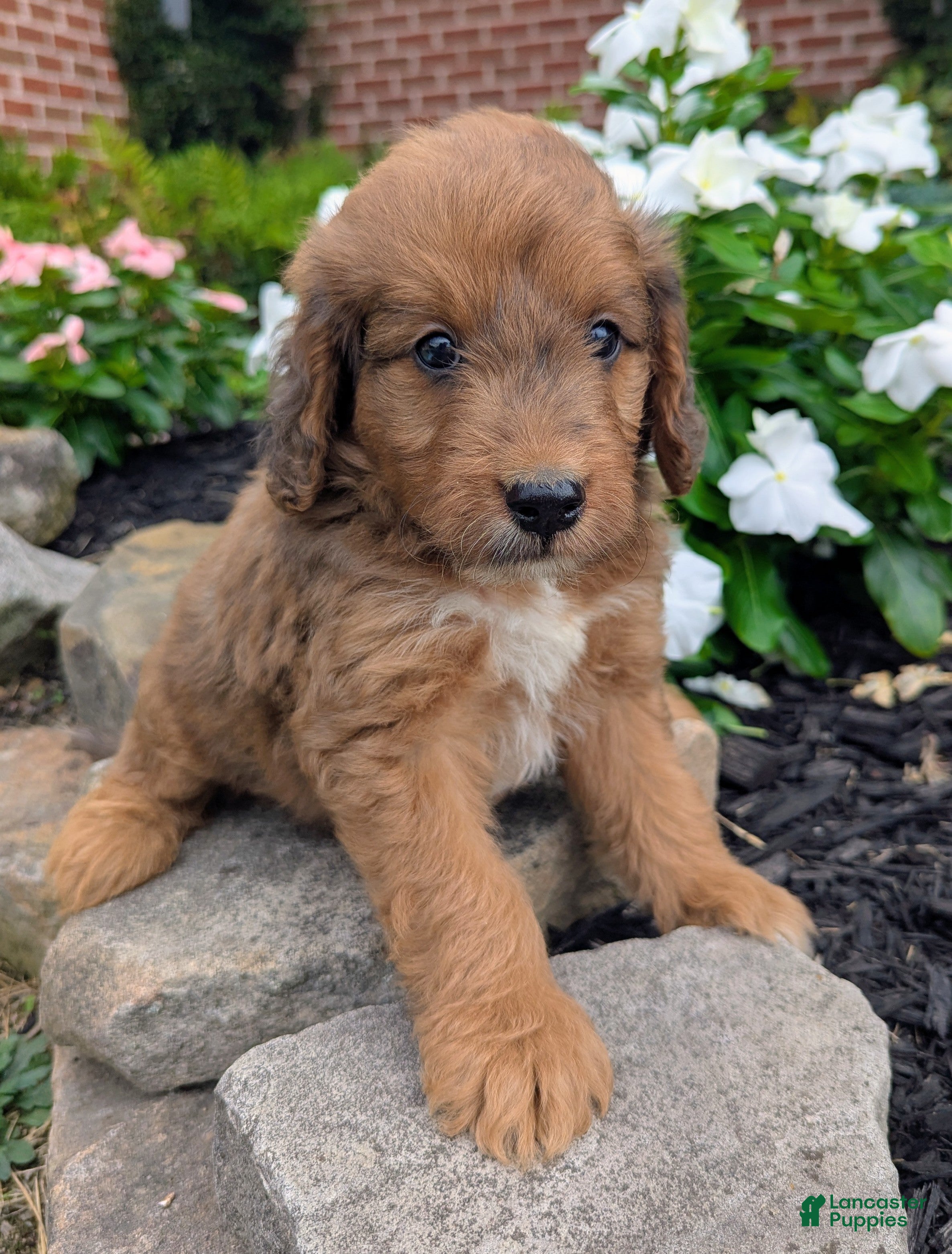 Mini Goldendoodle dogs Parker F1B - Ad 1
