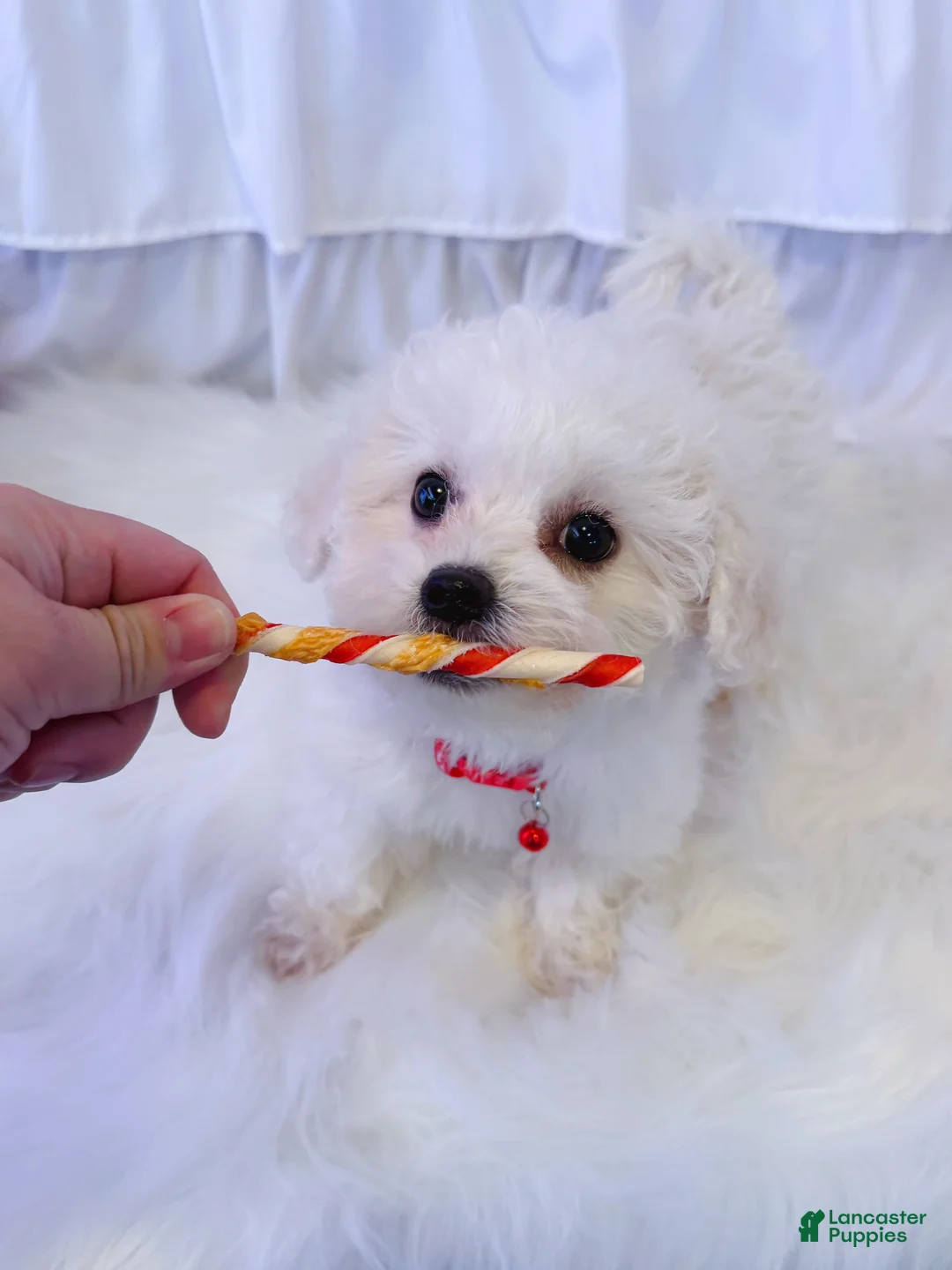 Bichon Frise dogs for sale: 🩷Snowy🩷 - Ad 3