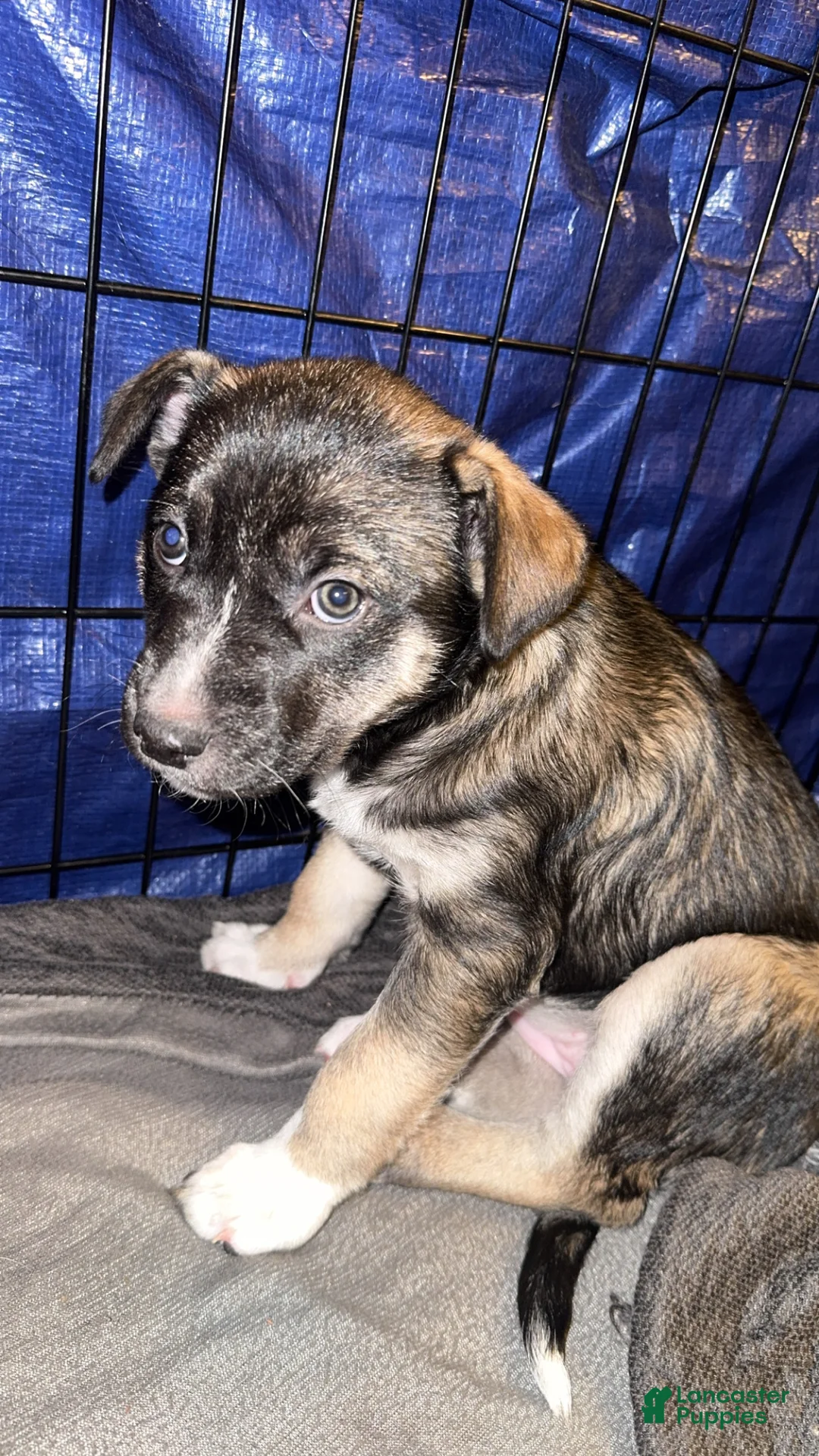 Mixed Breed dogs for sale: Mixed Breed Puppy 1 - Ad 1