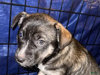Mixed Breed dogs Mixed Breed Puppy 1 - Ad 16