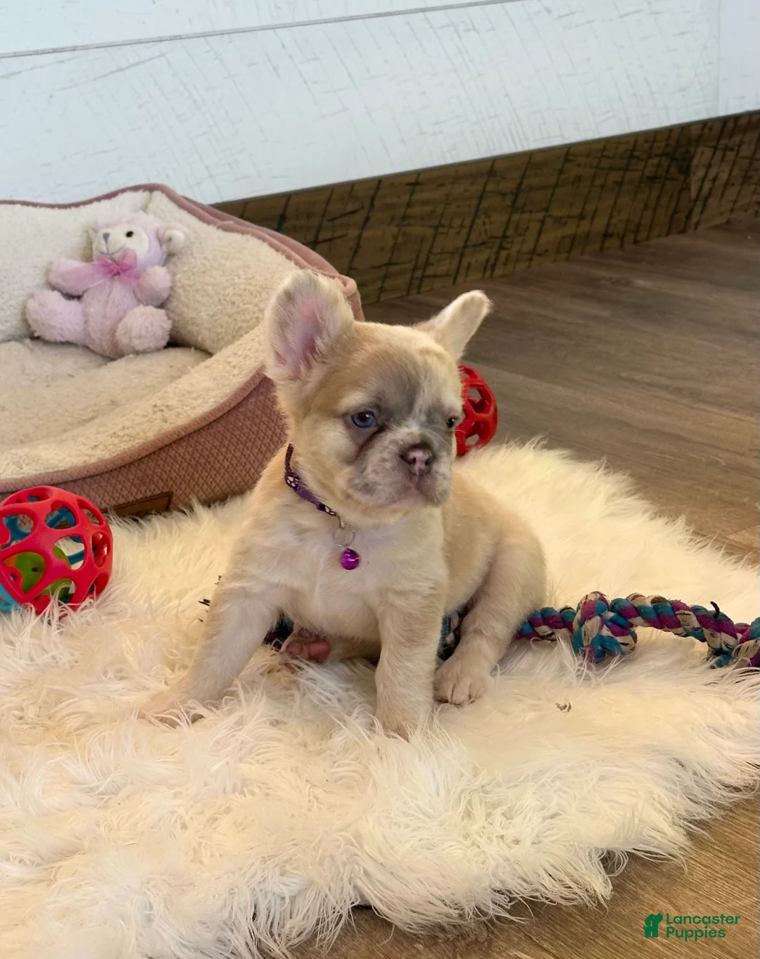 French Bulldog dogs for sale: Daisy - Ad 1