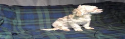 Maltipoo dogs for sale: Chip --- MaltiPoo, in home raised, non-shedding - Ad 3