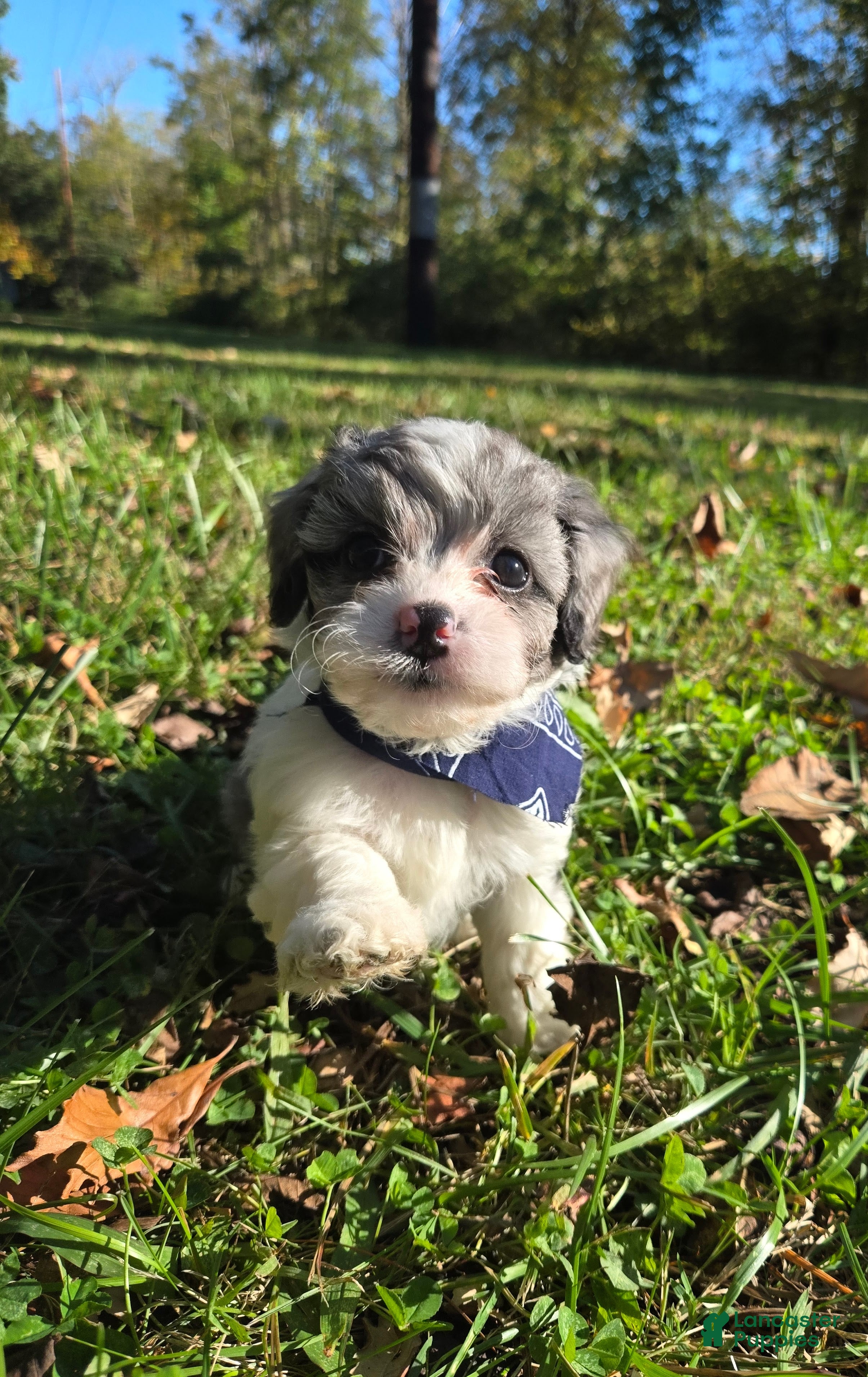 Cavapoo dogs Rose - Ad 1