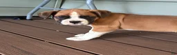 Boxer dogs for sale: Serena - Ad 3