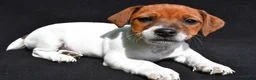 Jack Russell Terrier dogs for sale: Remi - Ad 1