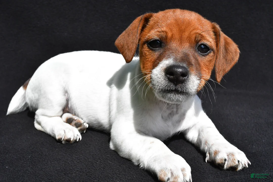 Jack Russell Terrier dogs for sale: Remi - Ad 1