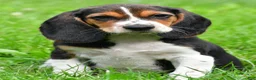 Beagle dogs for sale: Sammy - Ad 1