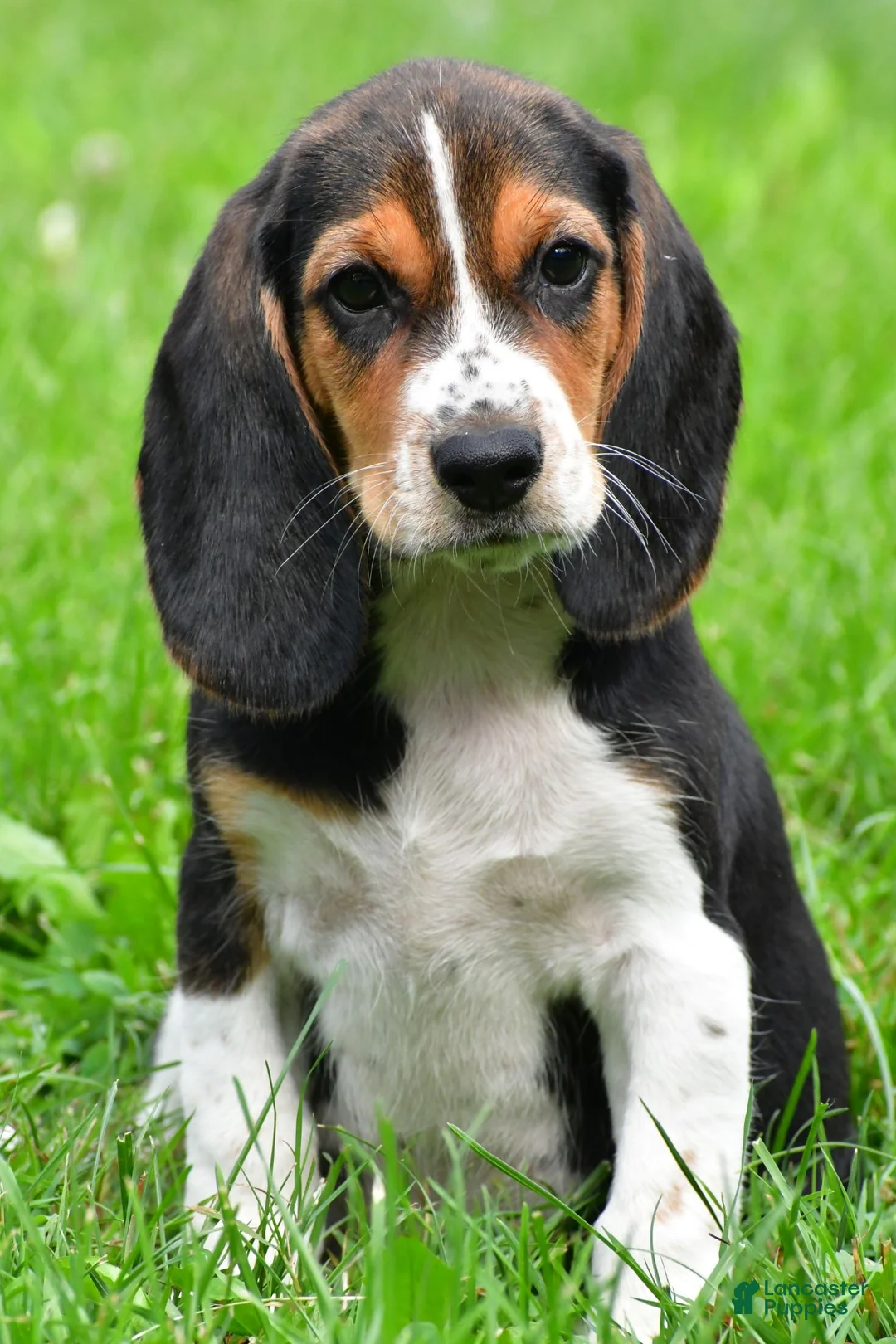 Beagle dogs for sale: Sammy - Ad 1