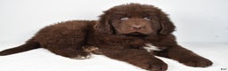 Newfoundland dogs for sale: Bear - Ad 1