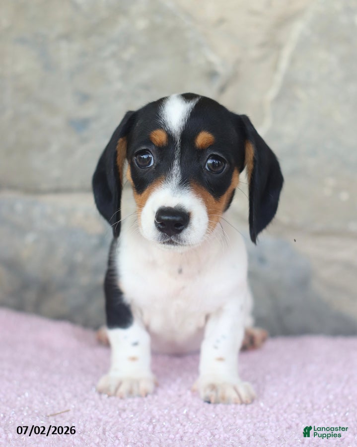 Miniature Dachshund dogs Carrie - Ad 1