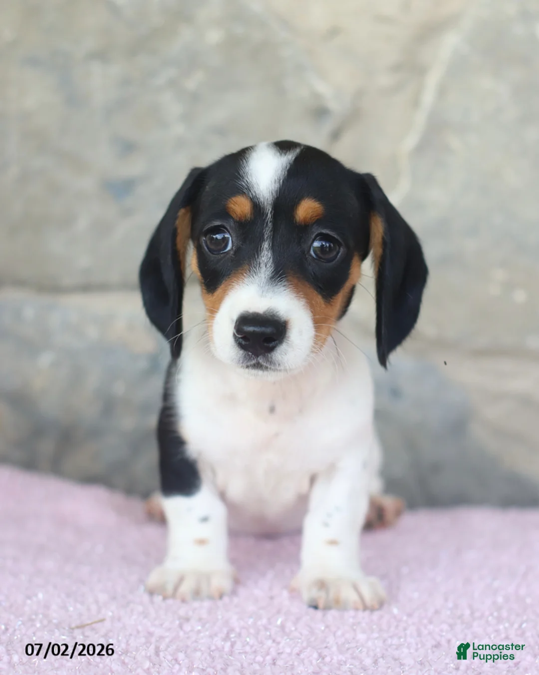 Miniature Dachshund dogs for sale: Carrie - Ad 1