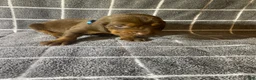 Bloodhound dogs for sale: Blue Collar - Ad 1