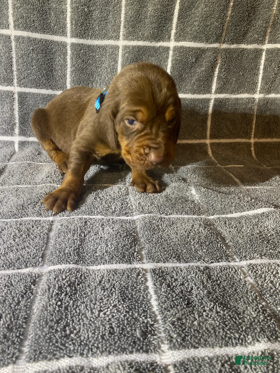 Bloodhound dogs for sale: Blue Collar - Ad 1