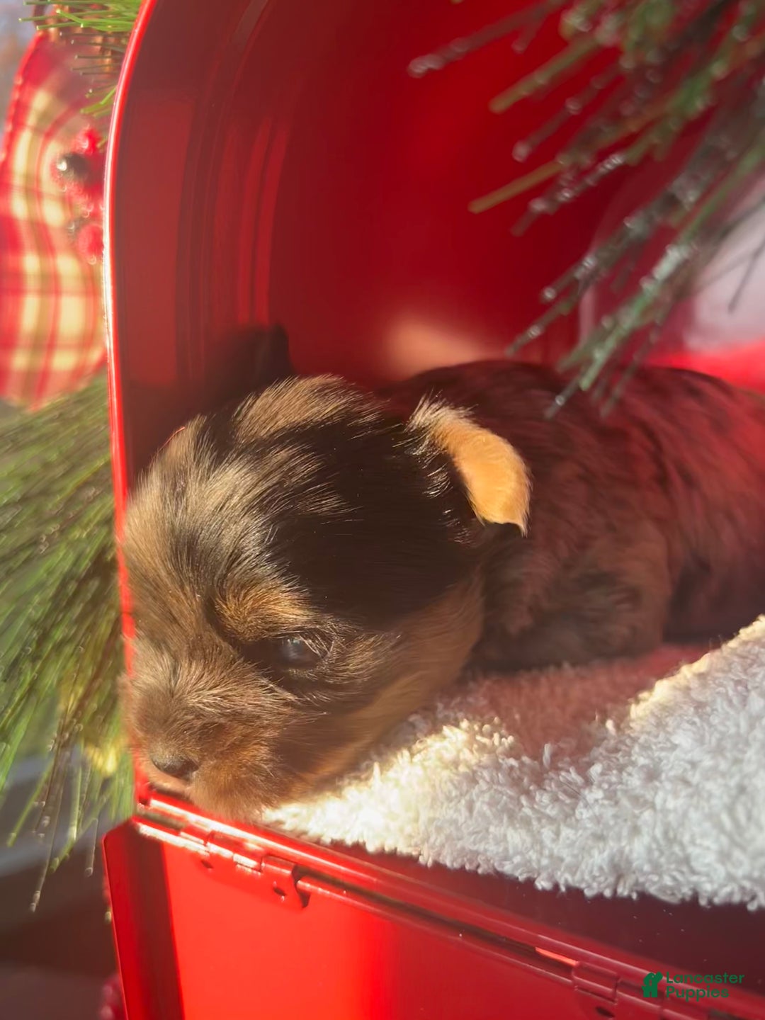 Yorkshire Terrier dogs for sale: Teddy - Ad 4