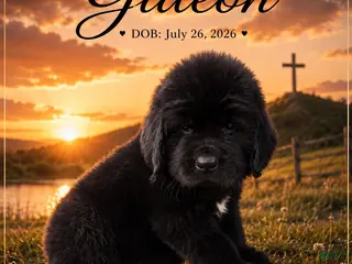 Newfoundland dogs Gideon - Ad 8