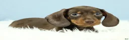 Miniature Dachshund dogs for sale: Rockett 🚀 - Ad 8