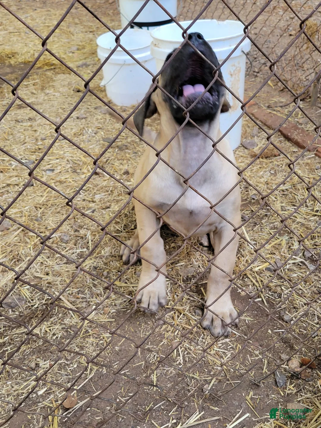 Gallery Image {{count}}