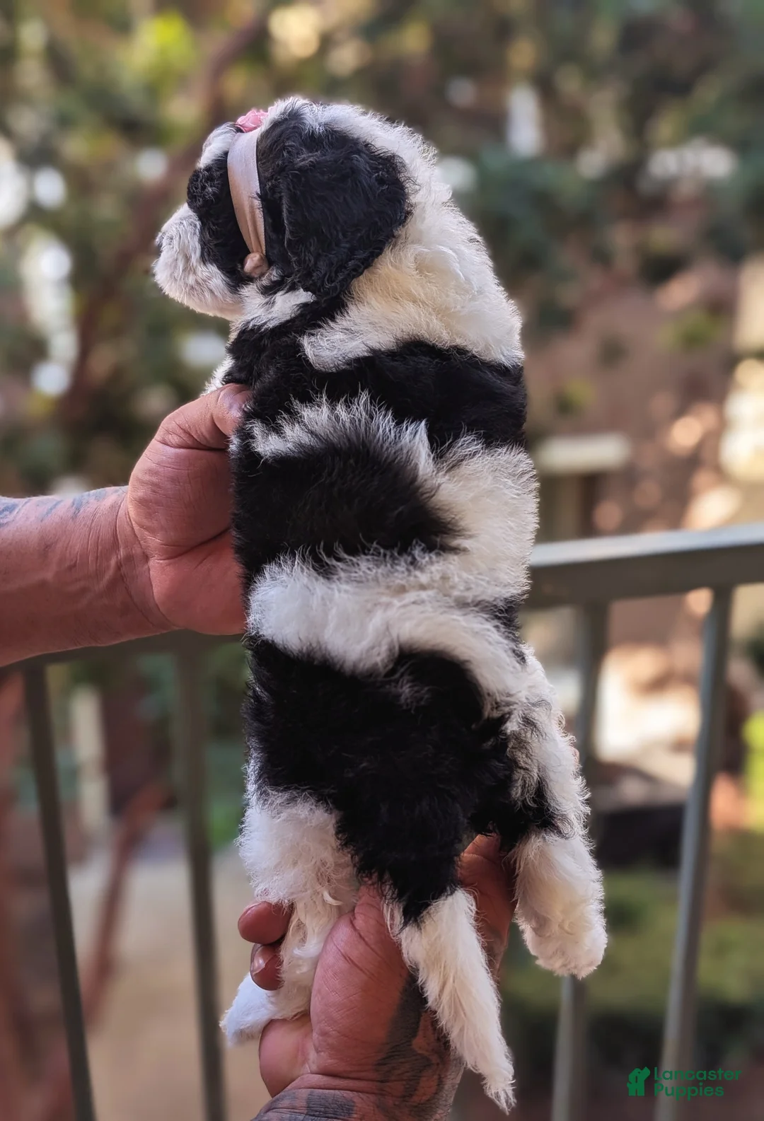 Mixed Breed dogs for sale: PRESLEY GIRL - Ad 3