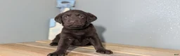 Labrador Retriever dogs for sale: Jade - Ad 7