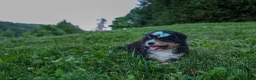 Miniature Australian Shepherd dogs for sale: LINCOLN - Ad 14