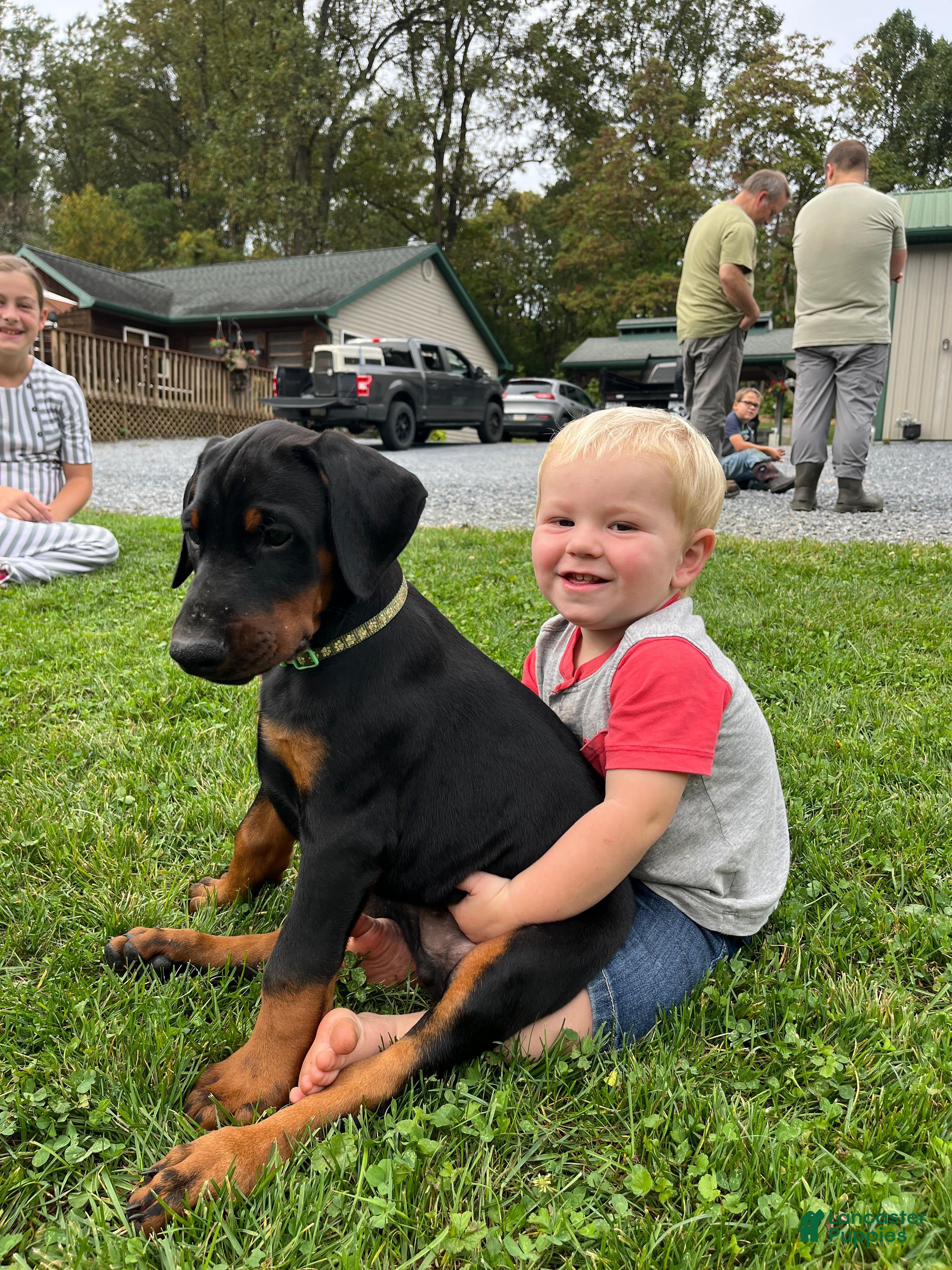 Doberman Pinscher dogs Rosco - Ad 12