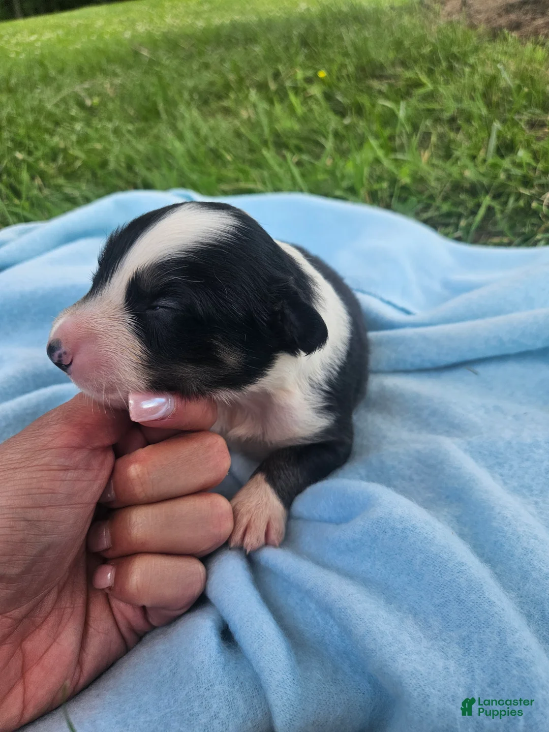 Australian Shepherd dogs for sale: Louie - Ad 2