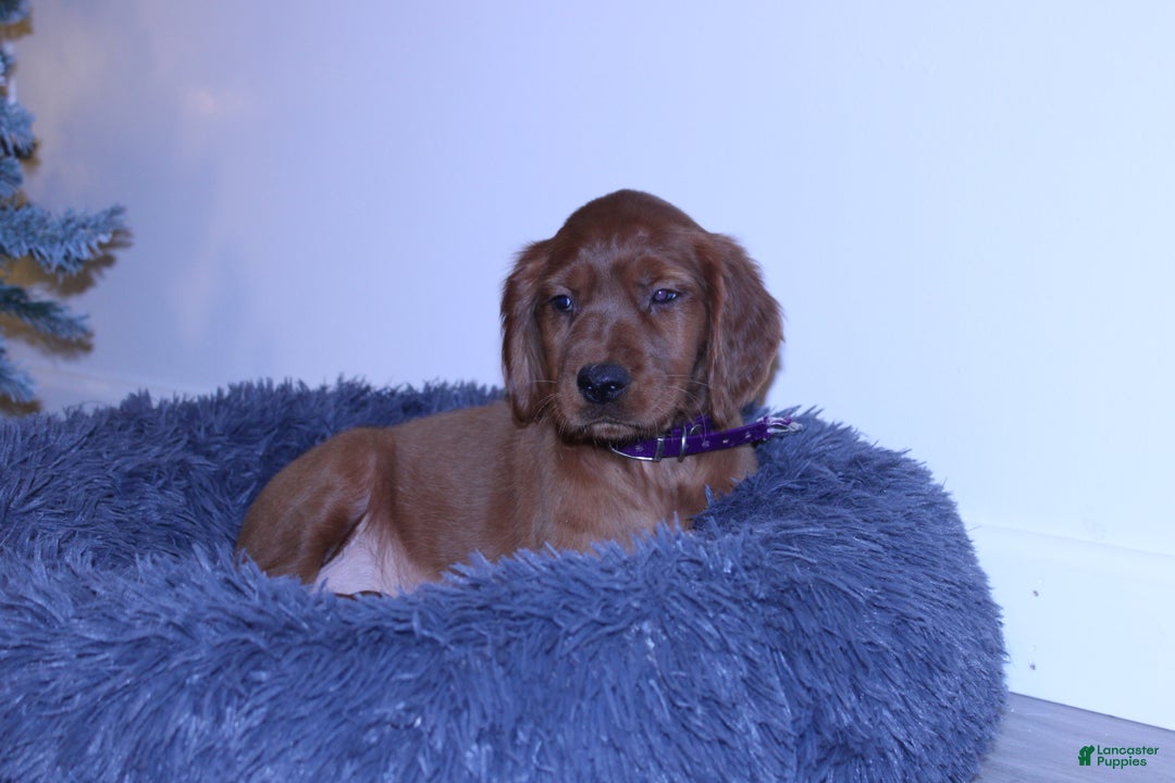 Mixed Breed dogs for sale: grace - Ad 1