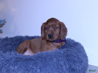 Mixed Breed dogs grace - Ad 23