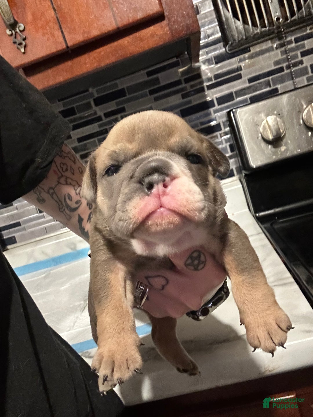 English Bulldog dogs for sale: Blue fawn Tri Girl  - Ad 1