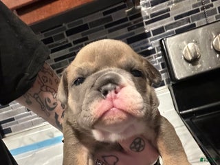English Bulldog dogs Blue fawn Tri Girl - Ad 15