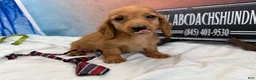 Dachshund dogs for sale: Import - Ad 3