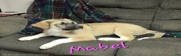 Mixed Breed dogs for sale: 🎄 Mabel - Ad 2