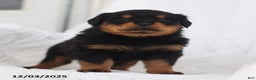 Rottweiler dogs for sale: Kelly - Ad 3