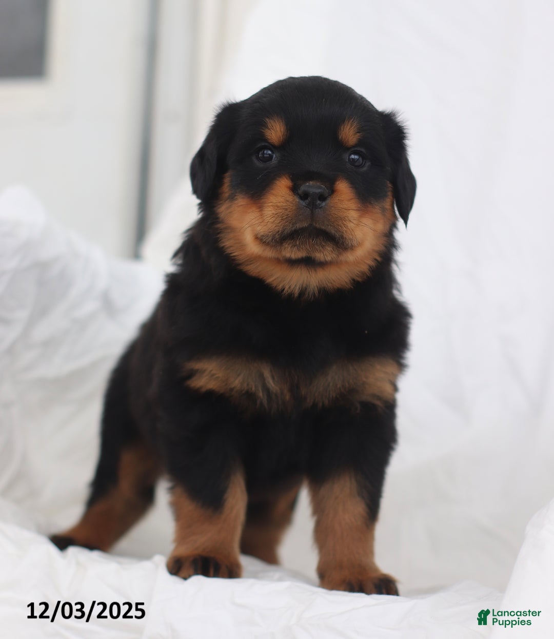 Rottweiler dogs for sale: Kelly - Ad 3