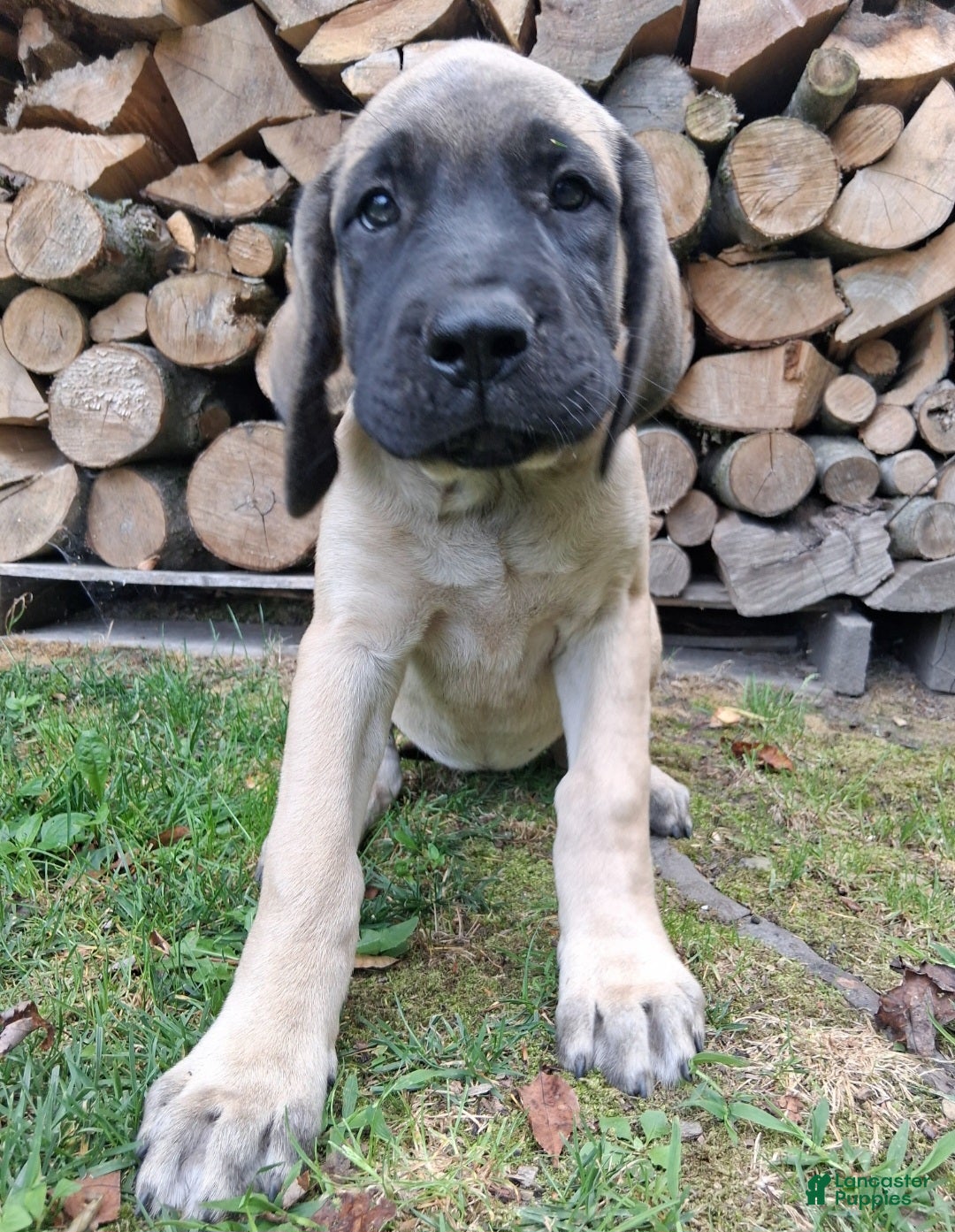 English Mastiff dogs Georgia - Ad 42